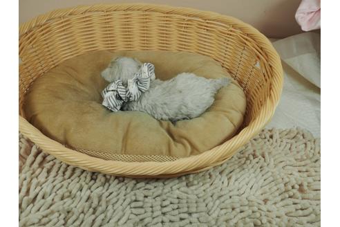 成約済の埼玉県のマルチーズ-126768の3枚目