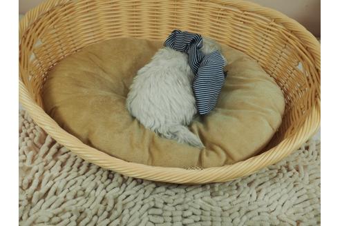 成約済の埼玉県のマルチーズ-126769の4枚目