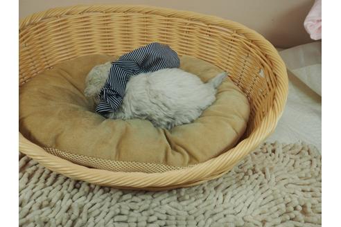 成約済の埼玉県のマルチーズ-126769の3枚目