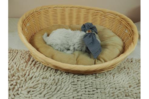成約済の埼玉県のマルチーズ-126769の2枚目