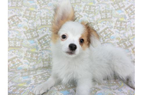 成約済の千葉県のパピヨン-126771