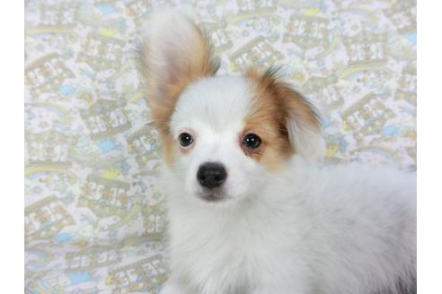 成約済の千葉県のパピヨン-126771の3枚目