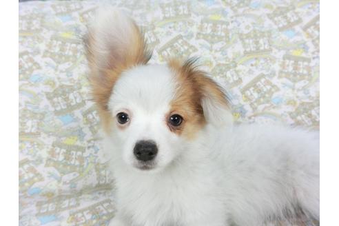 成約済の千葉県のパピヨン-126771の2枚目