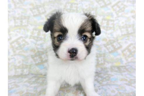 成約済の千葉県のパピヨン-126774の3枚目