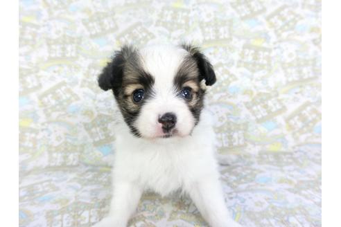 成約済の千葉県のパピヨン-126774の2枚目