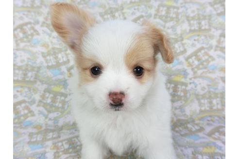 成約済の千葉県のパピヨン-126775の1枚目