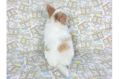 成約済の千葉県のパピヨン-126775の4枚目