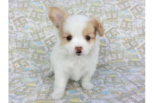 成約済の千葉県のパピヨン-126775の3枚目