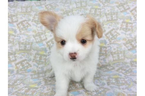 成約済の千葉県のパピヨン-126775の2枚目