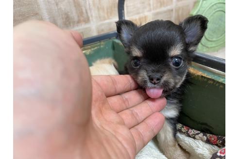 成約済の東京都のチワワ(ロングコート)-126776の17枚目