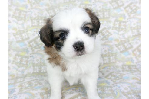 成約済の千葉県のパピヨン-126777の1枚目