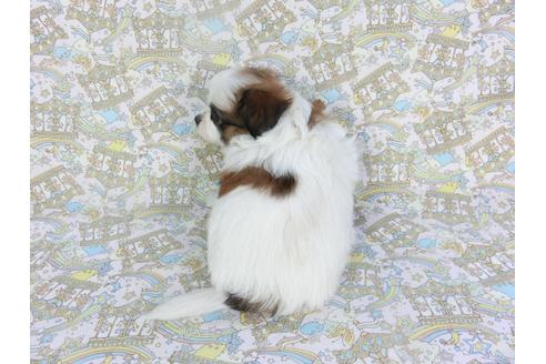 成約済の千葉県のパピヨン-126777の4枚目