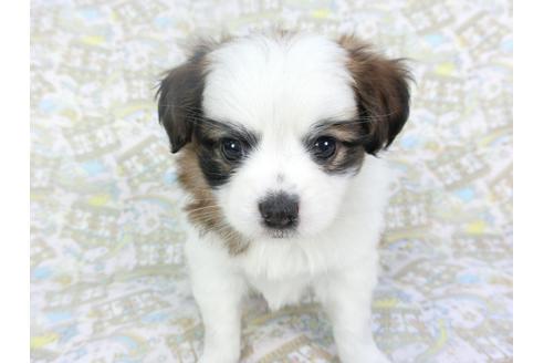 成約済の千葉県のパピヨン-126777の3枚目