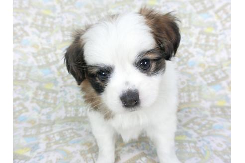 成約済の千葉県のパピヨン-126777の2枚目