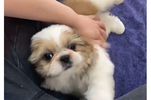 成約済の東京都のシーズー-126779