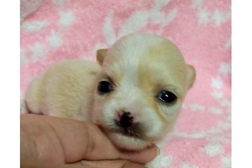 成約済の福岡県のチワワ(ロングコート)-126064の4枚目