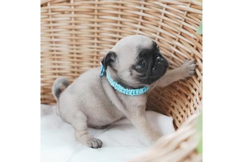 成約済の愛媛県のパグ-124684の3枚目