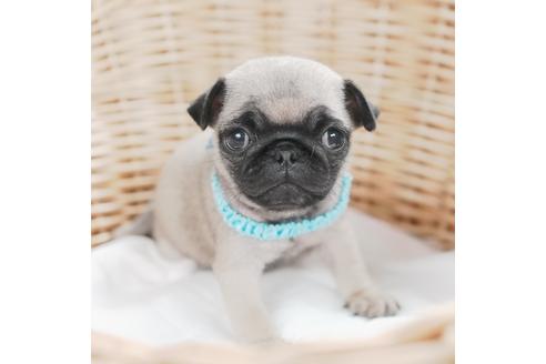 成約済の愛媛県のパグ-124684の1枚目