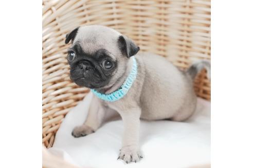 成約済の愛媛県のパグ-124684の2枚目