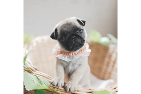 成約済の愛媛県のパグ-124673の1枚目