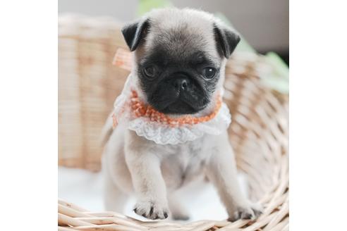 成約済の愛媛県のパグ-124673の2枚目