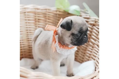 成約済の愛媛県のパグ-124673の3枚目