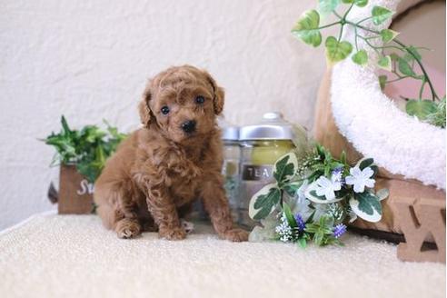 成約済の滋賀県のトイプードル-126815