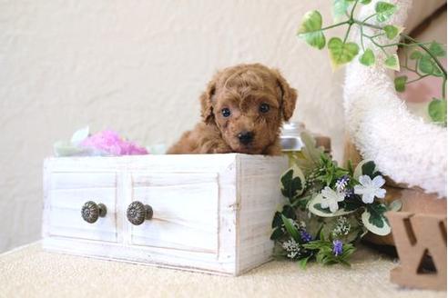 成約済の滋賀県のトイプードル-126815の2枚目