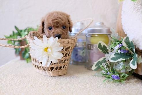 成約済の滋賀県のトイプードル-126817