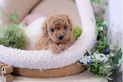 成約済の滋賀県のトイプードル-126817の3枚目