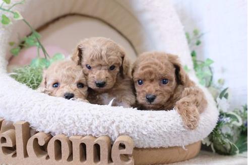 成約済の滋賀県のトイプードル-126820の5枚目