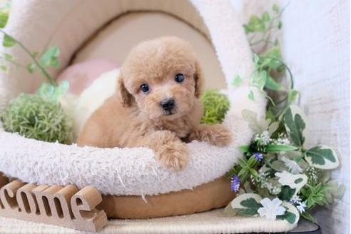 成約済の滋賀県のトイプードル-124511の1枚目