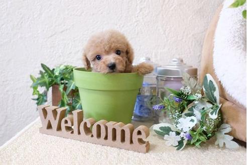 成約済の滋賀県のトイプードル-124511の5枚目