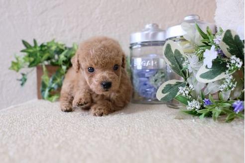 成約済の滋賀県のトイプードル-124511の3枚目