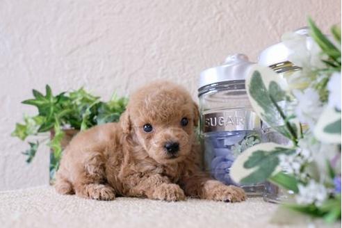 成約済の滋賀県のトイプードル-124511の2枚目