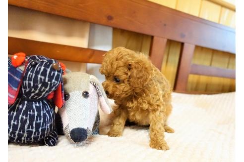 成約済の熊本県のトイプードル-126836の4枚目