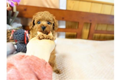 成約済の熊本県のトイプードル-126836の2枚目