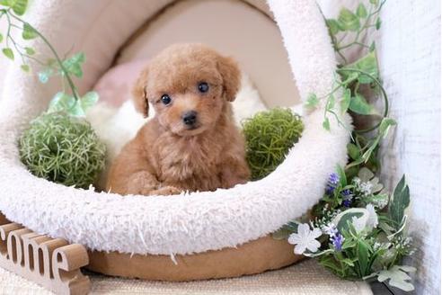 成約済の滋賀県のトイプードル-124512の1枚目