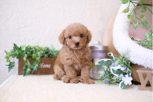 成約済の滋賀県のトイプードル-124512の5枚目