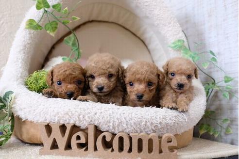 成約済の滋賀県のトイプードル-124512の4枚目