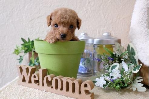 成約済の滋賀県のトイプードル-124512の3枚目