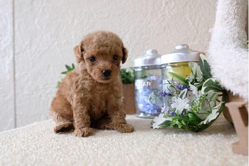 成約済の滋賀県のトイプードル-124512の2枚目