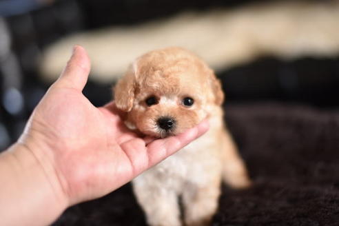成約済の茨城県のトイプードル-126866の5枚目