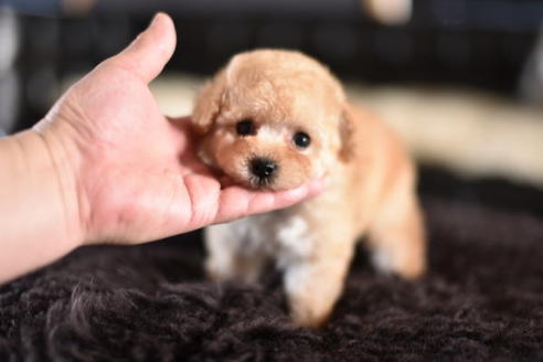 成約済の茨城県のトイプードル-126866の3枚目