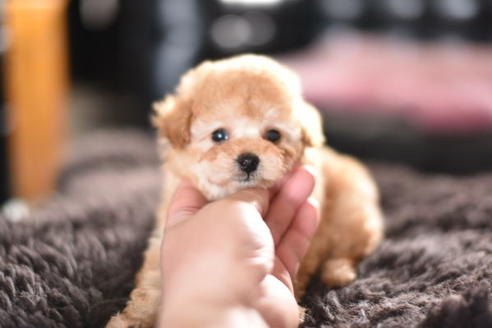 成約済の茨城県のトイプードル-126867の1枚目