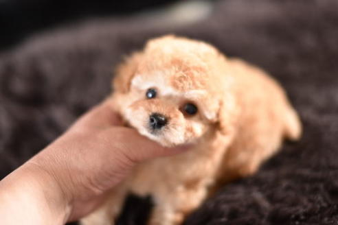 成約済の茨城県のトイプードル-126867の6枚目