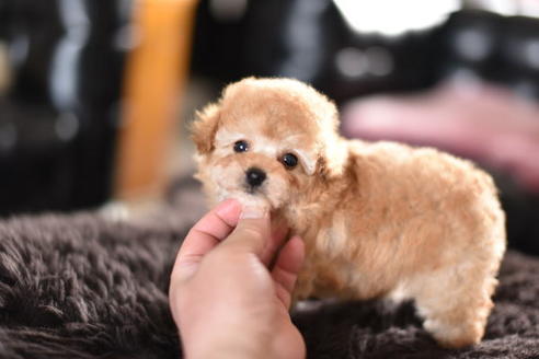 成約済の茨城県のトイプードル-126867の5枚目