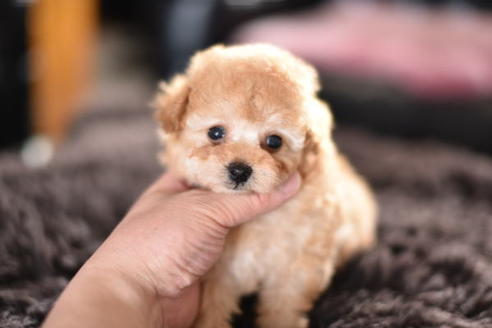 成約済の茨城県のトイプードル-126867の2枚目