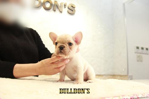 成約済の東京都のフレンチブルドッグ-126870の1枚目