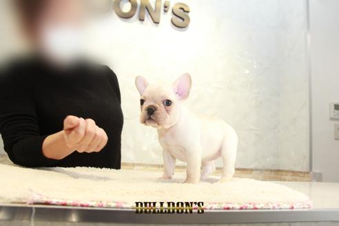 成約済の東京都のフレンチブルドッグ-126870の7枚目